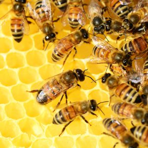 honey-bees-326337_1920